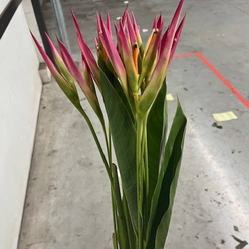 Heliconia rosa Sassy 80cm