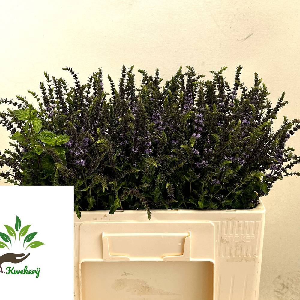 Mentha jocka lila Purple Sensation 55cm