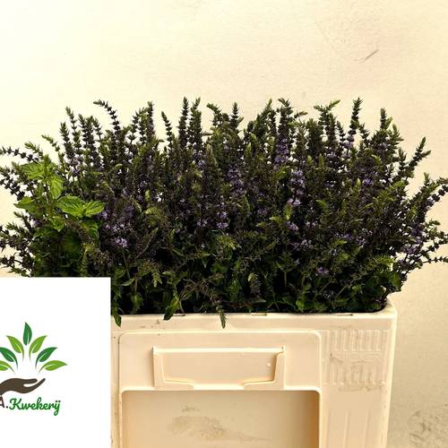 Mentha jocka lila Purple Sensation 55cm
