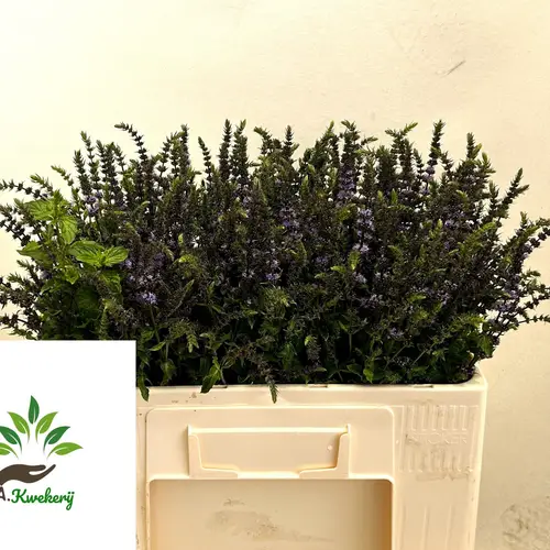 Mentha jocka lila Purple Sensation 55cm
