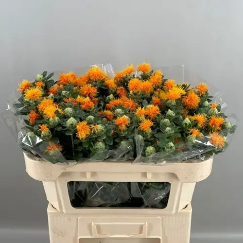 Carthamus orange Zanzibar 65cm