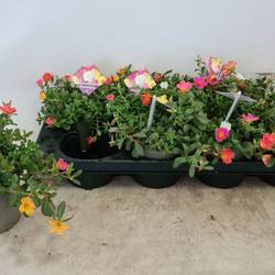 Portulaca mix T12 H020