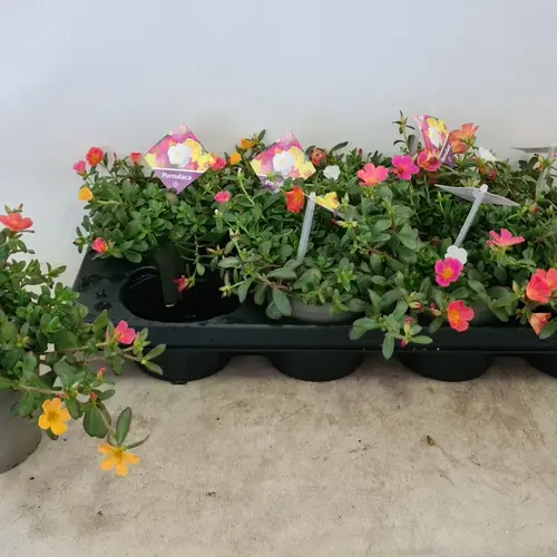 Portulaca mix T12 H020