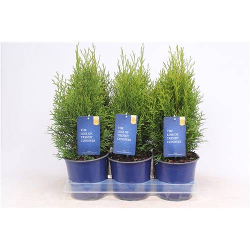 Thuja Smaragd    T15 H50