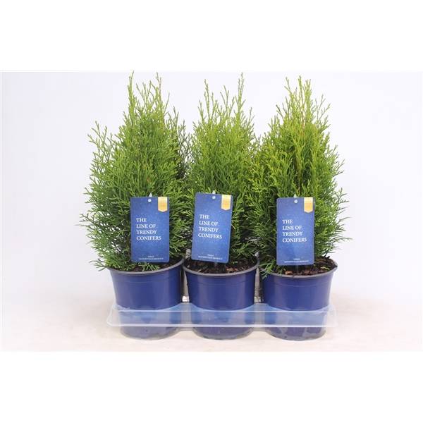 Thuja Smaragd T15 H50 (Koniferen) | Heyl - Blumengrohandel /  Floristikgrohandel