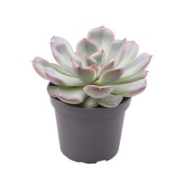 Echeveria-Hybrid Shira T06 H10