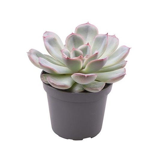 Echeveria-Hybrid Shira T06 H10