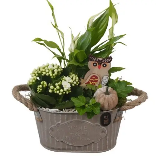 Spath.Arr PTHI3405 Herbst T19 H029