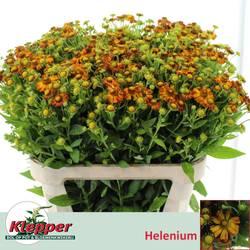 Helenium Orange Beauty