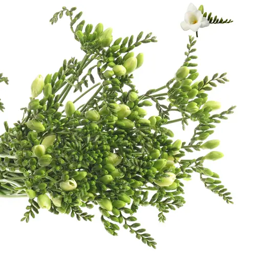 Freesie weiss Corvette 32 Gramm