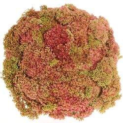 Sedum grün/rosa Bündel 40cm