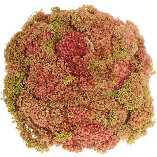 Sedum grün/rosa Bündel 40cm