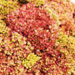 Sedum grün/rosa Bündel 40cm