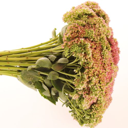 Sedum grün/rosa Bündel 40cm