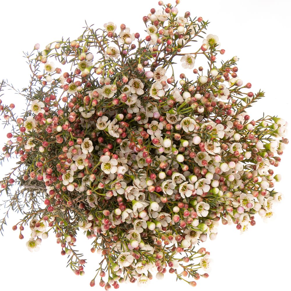 Wachsflower weiss Liron 45 Gramm 70cm