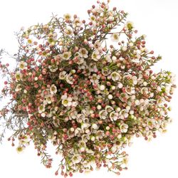 Wachsflower weiss Liron 45 Gramm 70cm