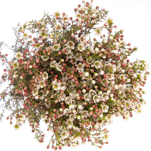 Wachsflower weiss Liron 45 Gramm 70cm
