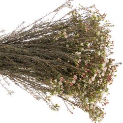 Wachsflower weiss Liron 45 Gramm 70cm
