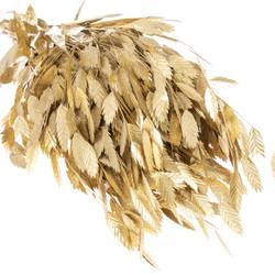 Chasmanthium gold gefärbt 70cm
