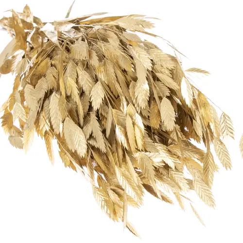 Chasmanthium gold gefärbt 70cm