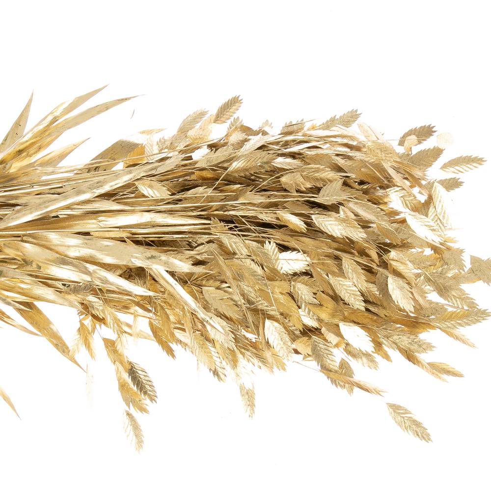Chasmanthium gold gefärbt 70cm