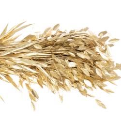 Chasmanthium gold gefärbt 70cm