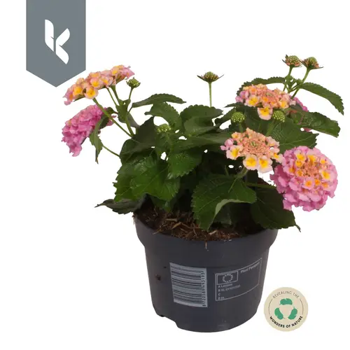 Lantana rosa T12 H030