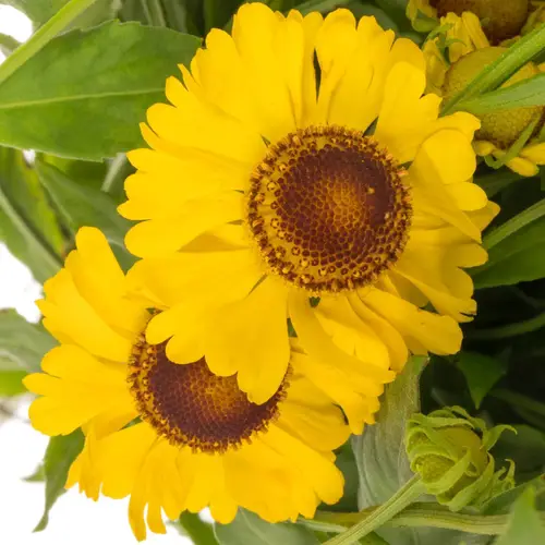 Helenium gelb Kupfersprudel 60cm