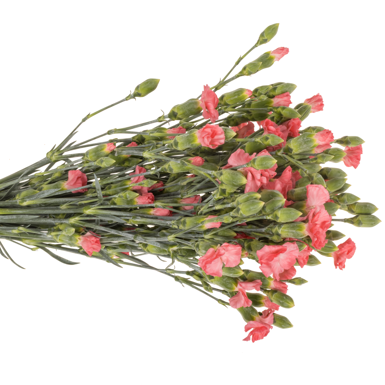 Mininelke rosa Execuma Solomio 60cm X20