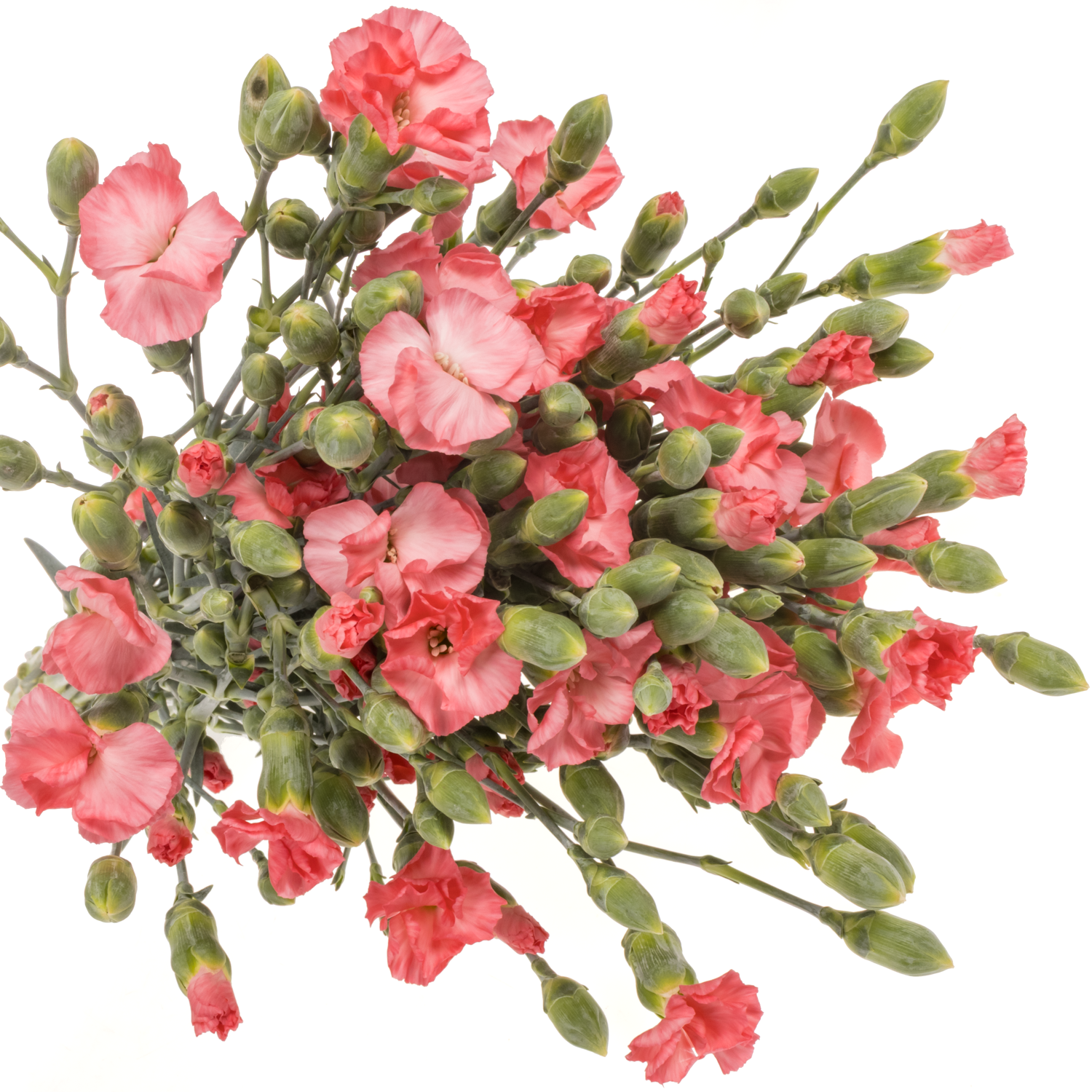 Mininelke rosa Execuma Solomio 60cm X20