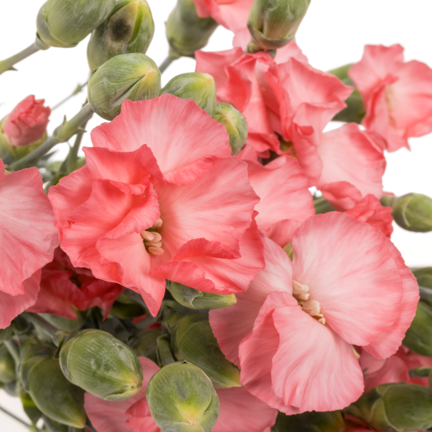 Mininelke rosa Execuma Solomio 60cm X20