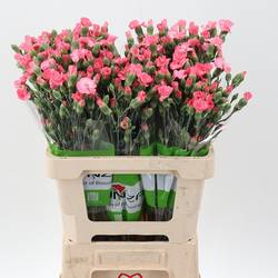 Mininelke rosa Execuma Solomio 60cm X20