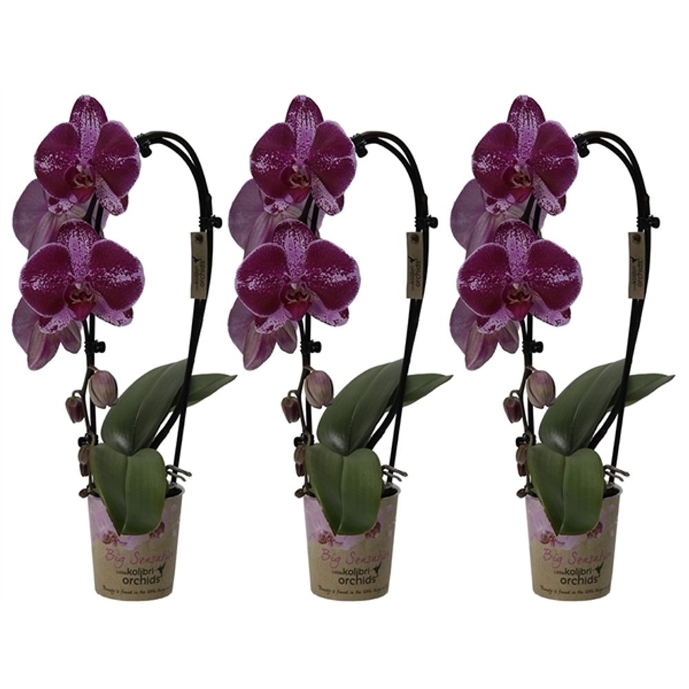 Phal.1-R lila Cascade Spotty T09 H40 