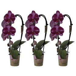 Phal.1-R lila Cascade Spotty T09 H40 