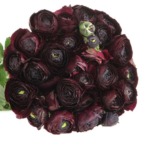 Ranunkel violet Cloni Nerone A1 40cm