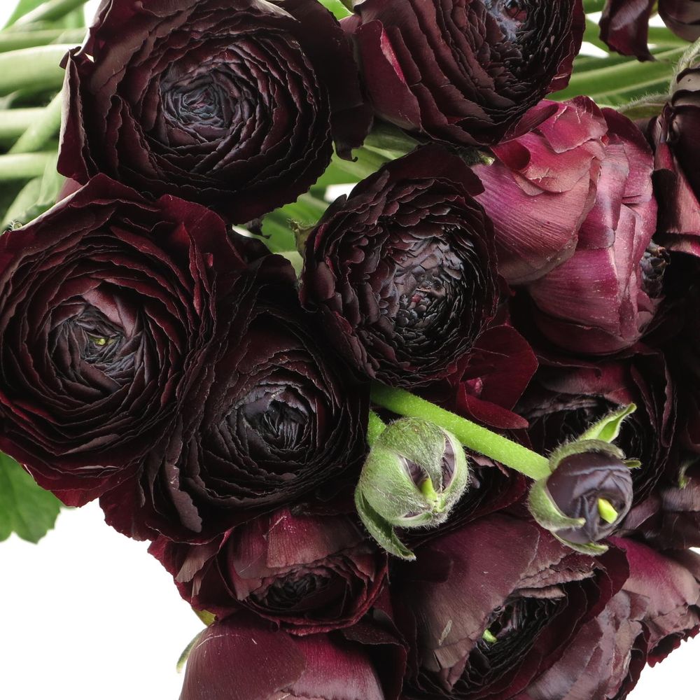 Ranunkel violet Cloni Nerone A1 40cm