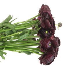 Ranunkel violet Cloni Nerone A1 40cm