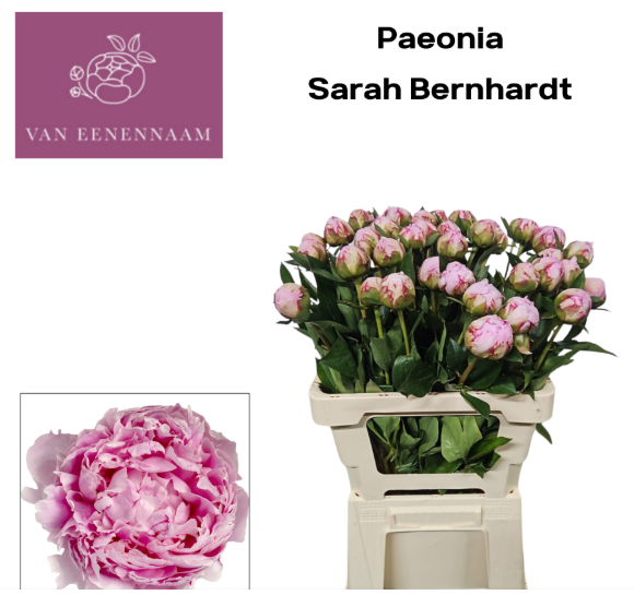 Pfingstrose rosa gefüllt Sarah Bernhard Eenennaam 60cm