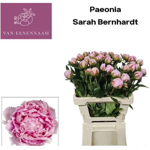 Pfingstrose rosa gefüllt Sarah Bernhard Eenennaam 60cm