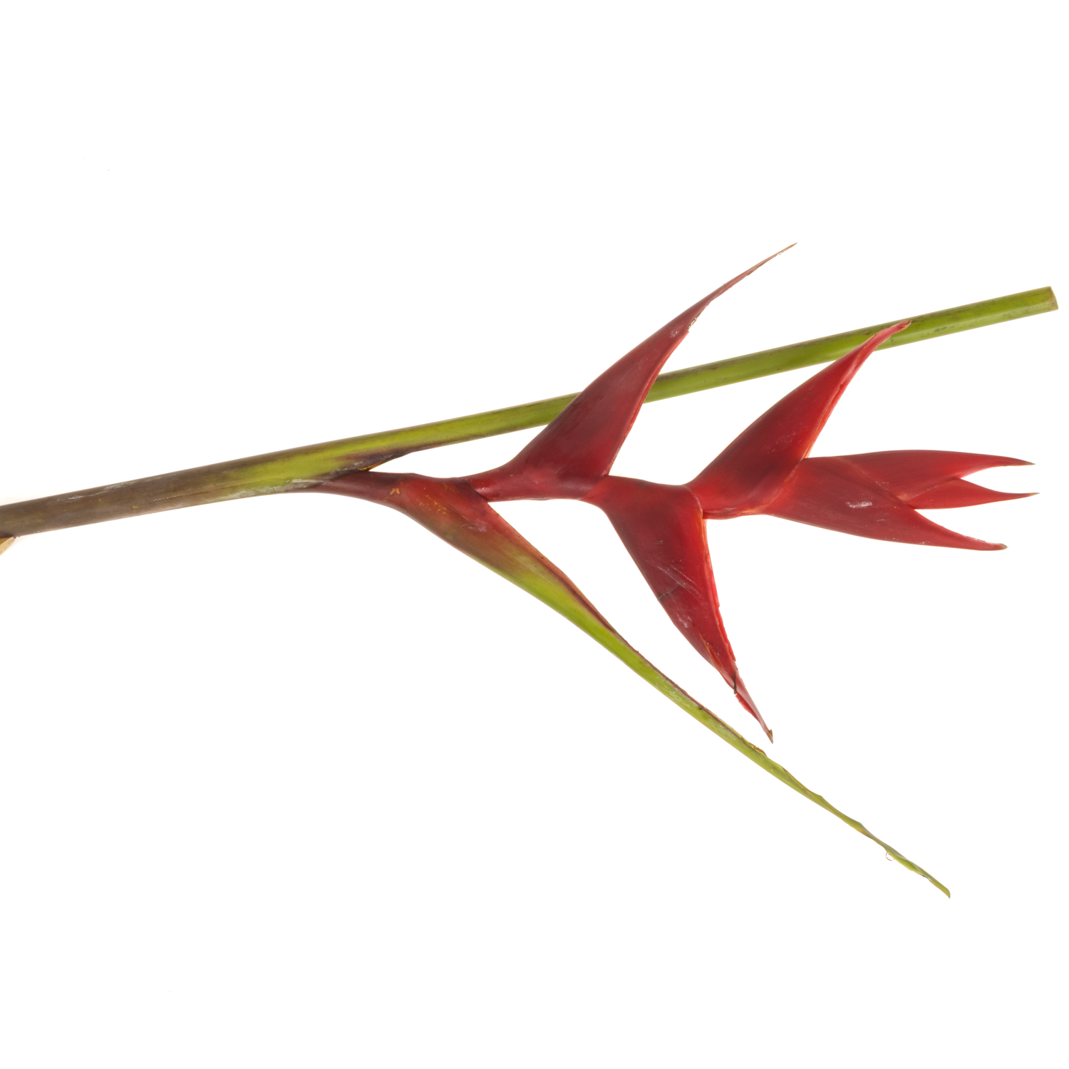 Heliconia Mittel rot Black Magic 90cm