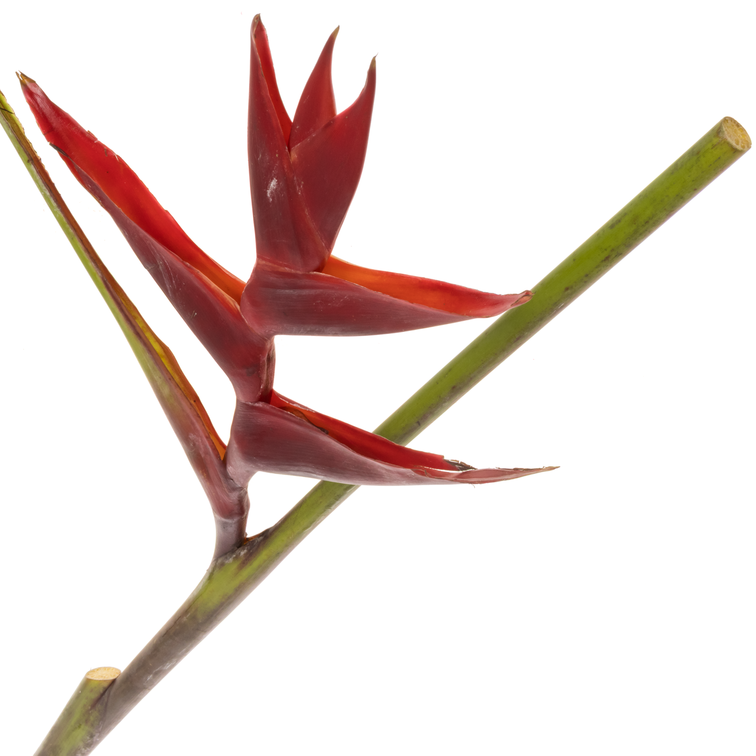 Heliconia Mittel rot Black Magic 90cm