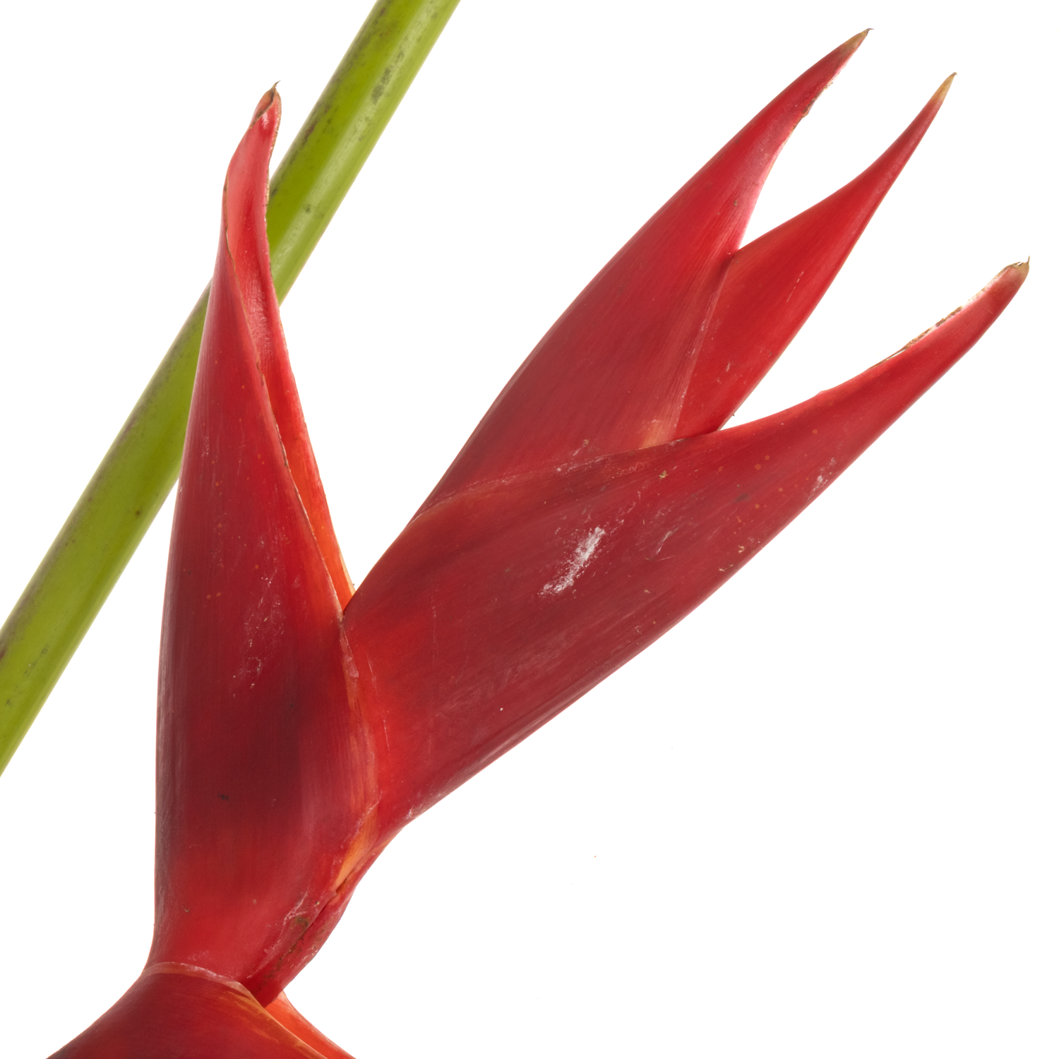 Heliconia Mittel rot Black Magic 90cm