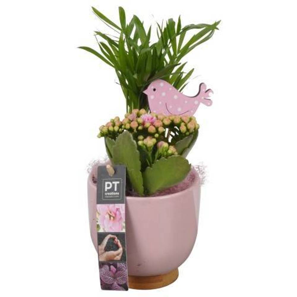 Frühling.Arr PTIB9032 T11 H026