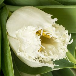 Tulpe weiss gezackt North Pole 28 Gramm