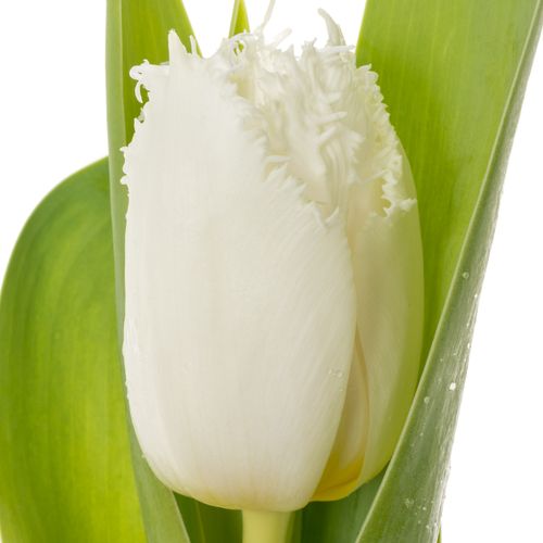 Tulpe weiss gezackt North Pole 28 Gramm