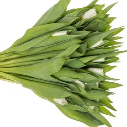 Tulpe weiss gezackt North Pole 28 Gramm