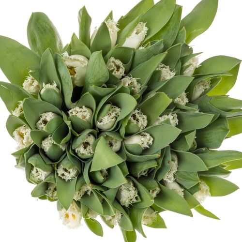Tulpe weiss gezackt North Pole 28 Gramm