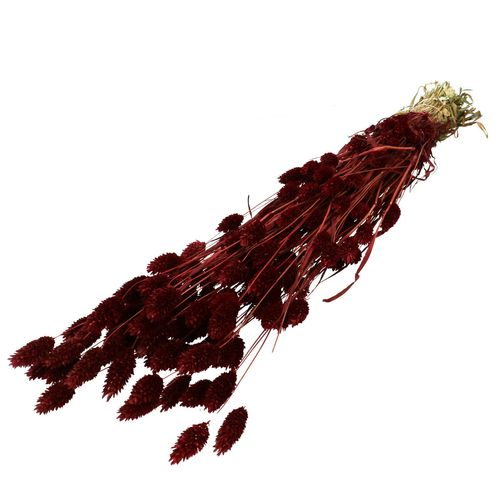 Trocken Phalaris Burgundy rot L70cm