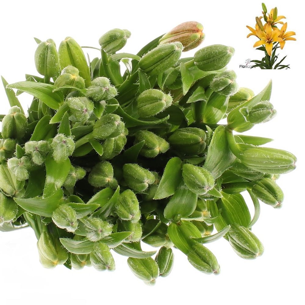 Lilie asiatisch gelb Gold Twinlife 4+Blüte 80cm