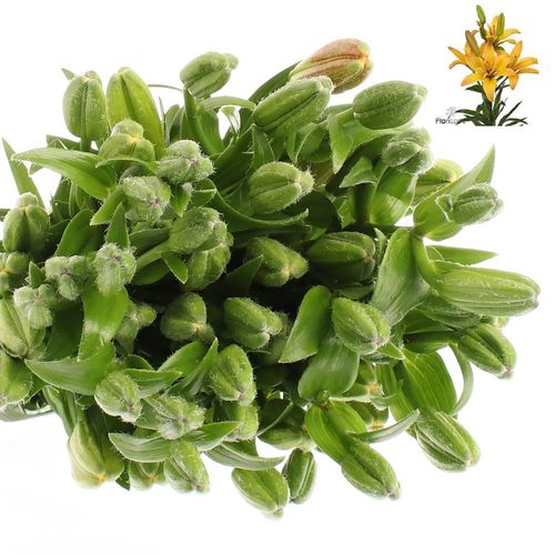 Lilie asiatisch gelb Gold Twinlife 4+Blüte 80cm